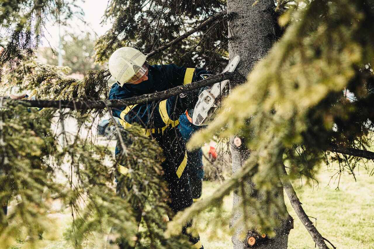 Best Arborist Services Near Me  in Hinckley, MN